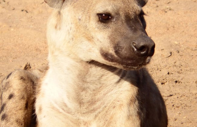 Blyde River Cabin Guesthouse - Foto 23