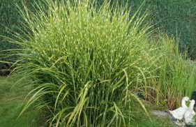 Ferienhaus am Kamskefliess - Foto 24