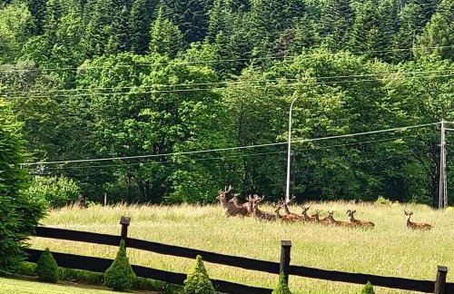 Bąbelkowa Chata Beskidy Domek z Balią Jacuzzi - Foto 11