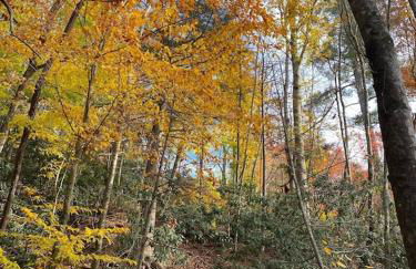 Beech Creek Cabin, lower unit, Black Mountain - Foto 32