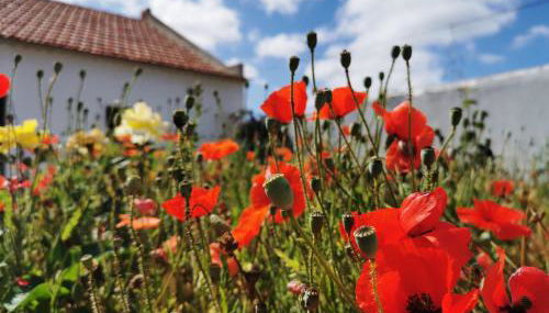 AL MAR Guesthouse - Foto 5, Garden view