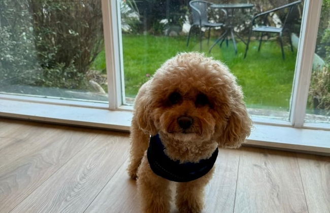 Captivating 2-bed Cottage in Kingsbarns - Foto 17