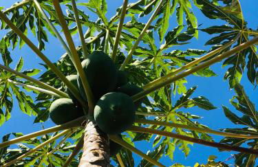 Afrikan Krisant Tenerife, Casa Rural Ecologica - Foto 46