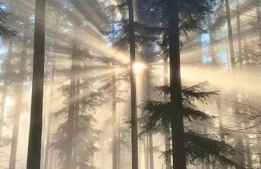 Holzhaus Chalet Nationalpark Eifel Hund willkommen - Foto 35