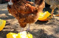 Żurawisko - Domki wśród natury - Foto 27