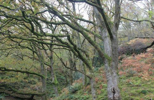 Rhandirmwyn - Cottage - Sleeps 4 - Pet Friendly - Foto 68