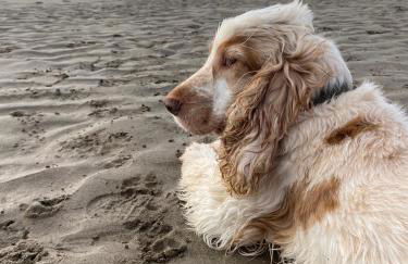 Polhawn Lookout, Whitsand Bay Cornwall - Photo 30
