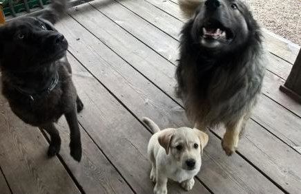 Jabłkowo-na skraju Puszczy Boreckiej ŚNIADANIA W CENIE - Foto 20