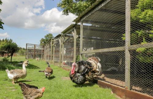 Kite's Nest - Foto 14