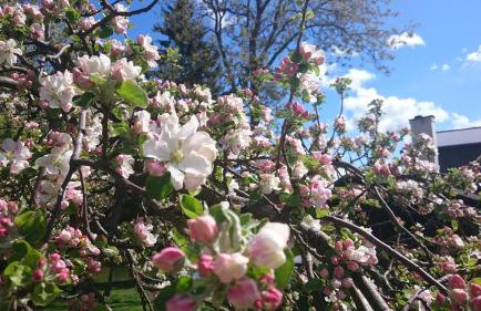 Dworek Szarki - Foto 11