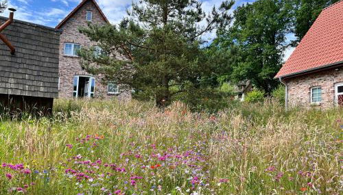 Bispinger-Heidezauber-Haus-Hartriegel - Foto 2