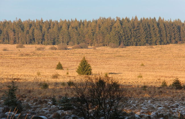 Cozy Forest Chalet Escape - Photo 31