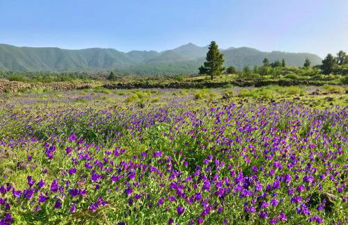 Casita La Rosa - Foto 62