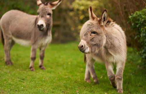 The Parlour - The Cottages at Blackadon Farm - Foto 20