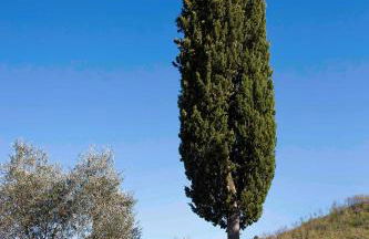 SommaVilla B&B - Foto 50