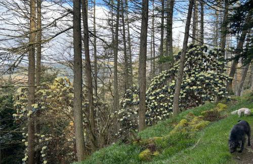 North Lodge Kilmun - Foto 78