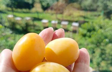 Zakątek Słoneczny pod Baranią Górą - Foto 45