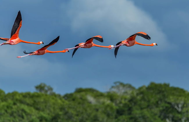 Avistamiento de aves en Río Lagartos - Foto 1