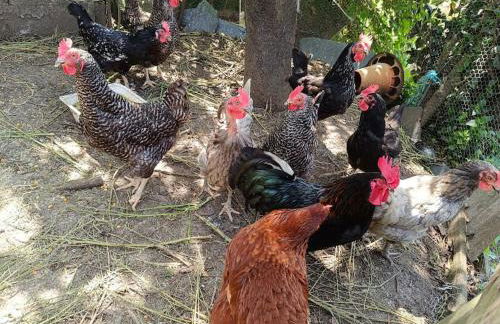 Casa do Forno - Foto 58