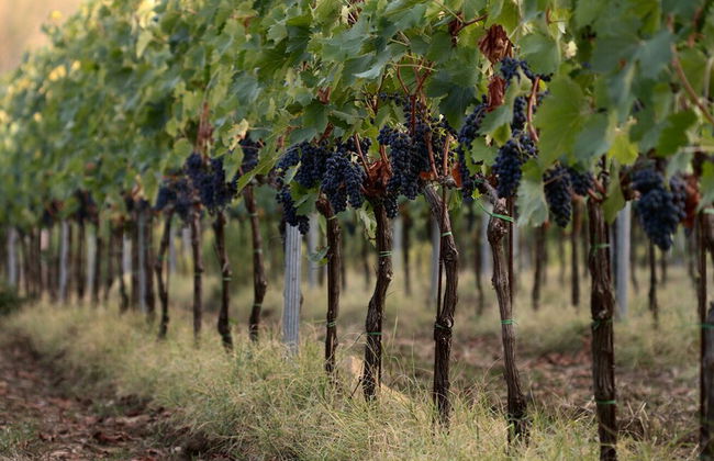 Agriturismo Casagrande - Photo 63