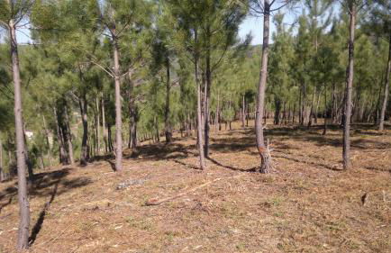 REFÚGIO DO RAPOSO/CASA VEGA - Foto 32