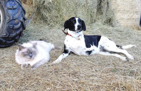 Glen Roe - 3 Bed Lodge on Friendly Farm Stay - Foto 48