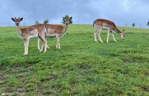 Jelonkowe Wzgórze - Foto 14