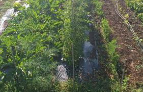 Charming village house with pool - Photo 13