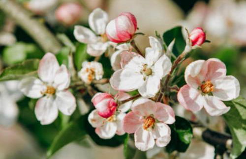 WEINBERG APARTMENTS with Brixen Südtirol Card - Photo 48