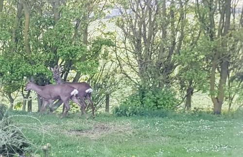 Stunning 2 Bedroom Guest House with Hot Tub - Photo 30