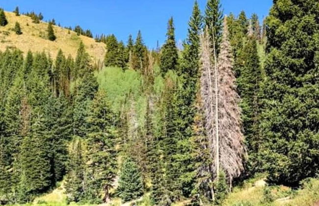 Reduced Nightly Rates! Park City Cabin, Hot Tub, Fire Pit - Sleeps 14 - Photo 71