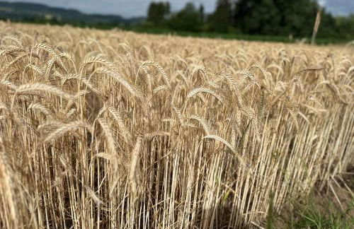 Moderne FerienWohnung NeuBau Merzig - Foto 47