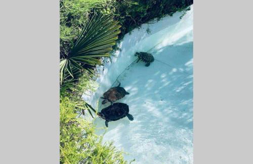 VILLA ON TOP MONTE SÃO FELIX - Foto 39