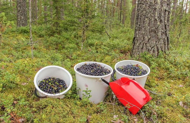 1 bedroom House in Sysmä - Photo 24