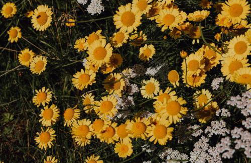 BodenSEE Apartment Neukirch Goppertsweiler HASE - Foto 10