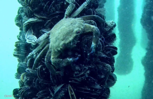 Paseo en barco por la ría de Vigo - Foto 8