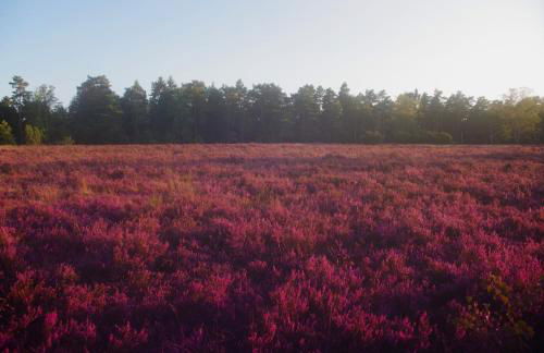 Ferienwohnung Schuur - Buchholz in der Nordheide - Foto 21