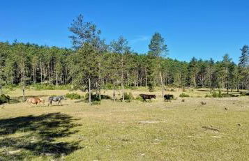 Alojamiento Rural Los Hacheros - Foto 57