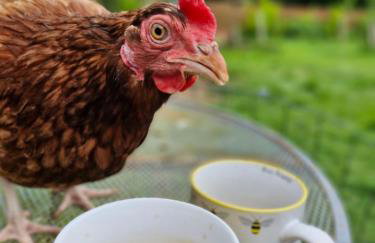 Y Bwthyn at The Old Water Mill on the very edge of Snowdonia - Foto 21