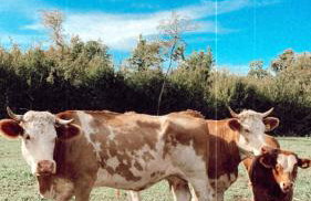 Rooms near Porec - Foto 19