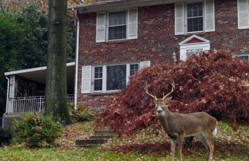 Private Retreat Apartment in DC - Foto 1