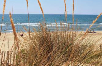 Sable & Pampas - Photo 45