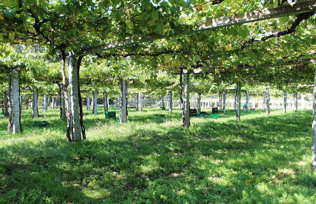 Os Areeiros - Foto 19