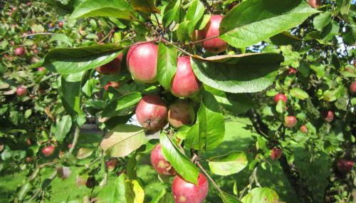 Ferienhaus Robinson im Feriendorf Altes Land direkt an der Elbe - Photo 5