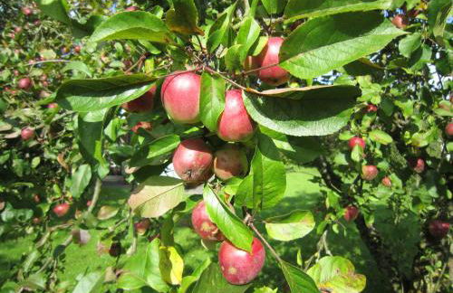 Ferienhaus Deichgraf 65 im Feriend - Photo 7