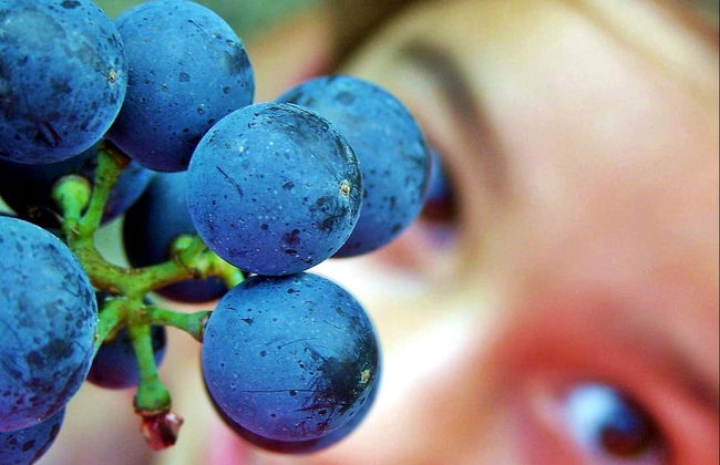 Tour del vino por Tomelloso - Foto 5