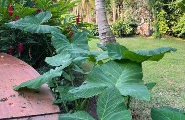 Vila dos Tangarás, Casa 2 Boutique Riacho - 30m do mar - Foto 57