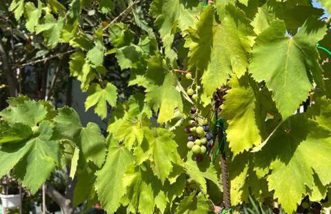 Case vacanze Efisio e Vilma - Foto 4