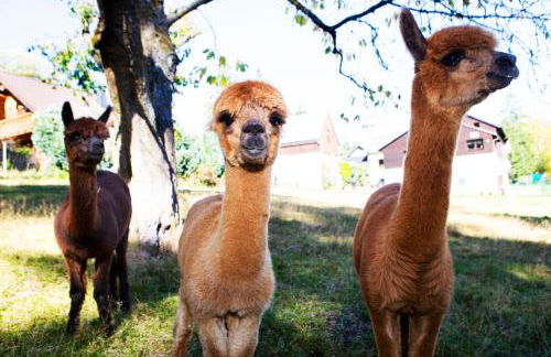Ferienwohnung im Erzgebirge - Foto 24