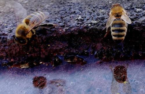 Odenwald Lounge im Naturpark Bergstraße-Odenwald - Photo 20